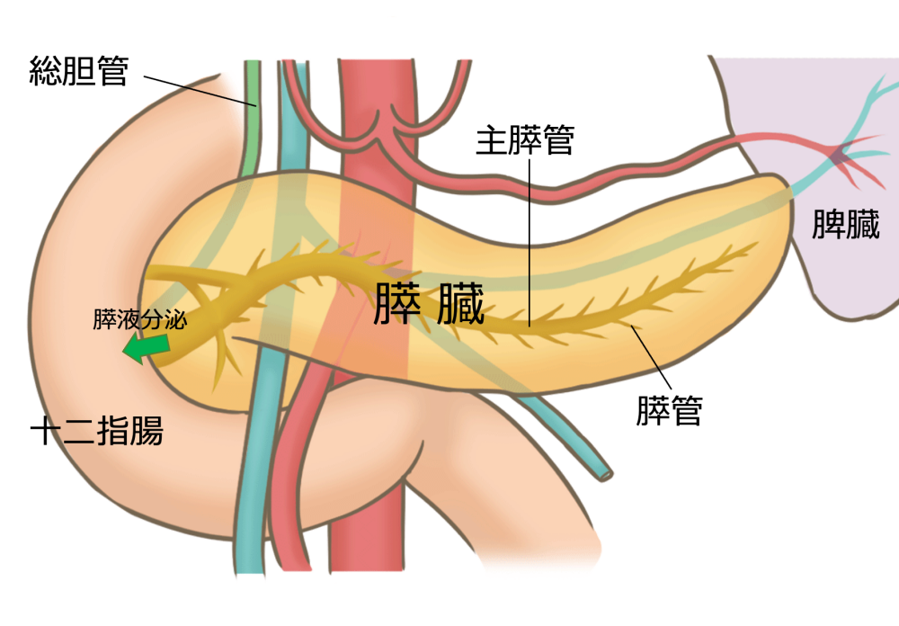 膵臓