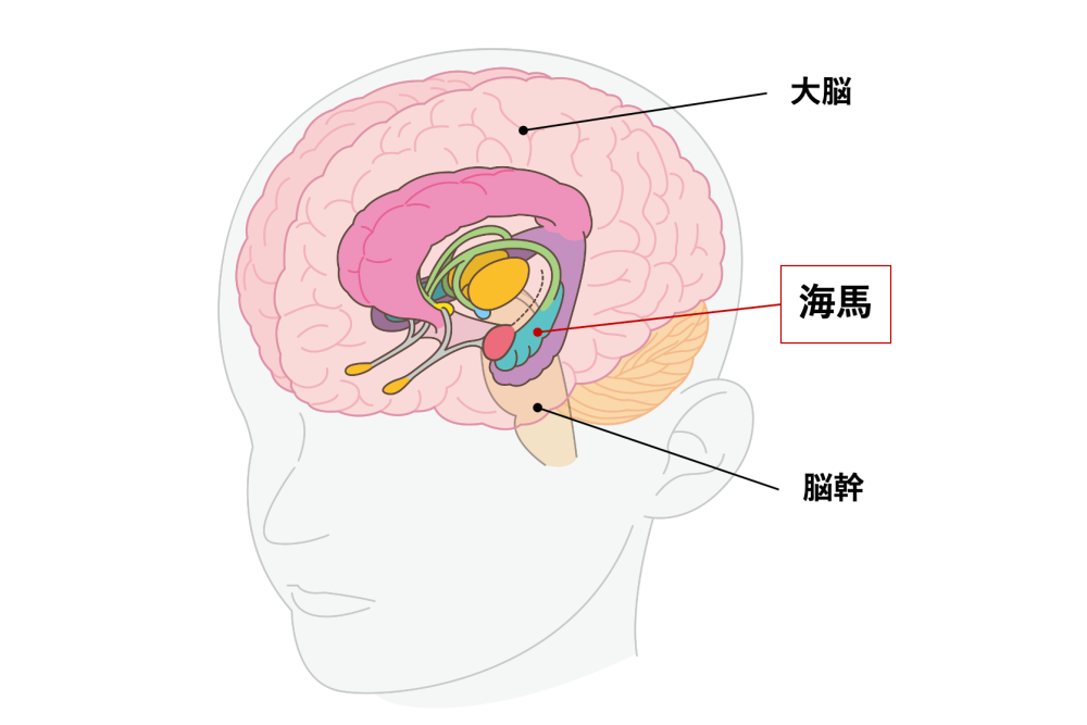 海馬を測定する「Brain Life Imaging®」とは