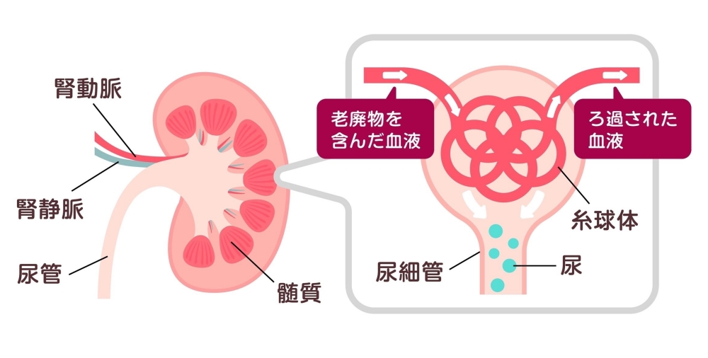 尿はどのように作られる？